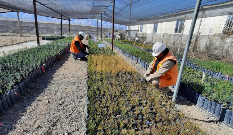 Catamarca: El renacimiento de las nativas Catamarca: El renacimiento de las nativas