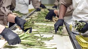 Chacareros de San Juan buscan que la minería compre su producción local Chacareros de San Juan buscan que la minería compre su producción local