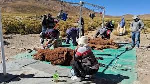 Jujuy: Mina Pirquitas impulsa un plan económico con identidad (llamas, cultura y producción en la Puna jujeña)