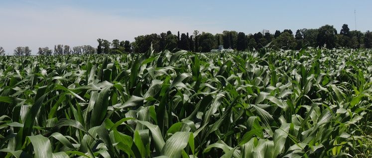 La zeolita reduce hasta en un 25% el uso de los fertilizantes