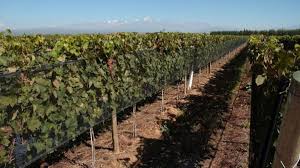 Minería y vitivinicultura: una convivencia posible y virtuosa Minería y vitivinicultura: una convivencia posible y virtuosa