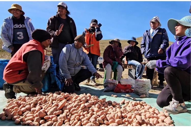 Papas andinas, un proyecto actual que programa el futuro. Papas andinas, un proyecto actual que programa el futuro.